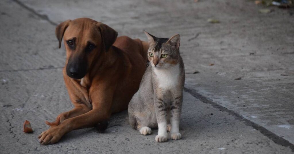 Best online pet shops in Singapore for delivery