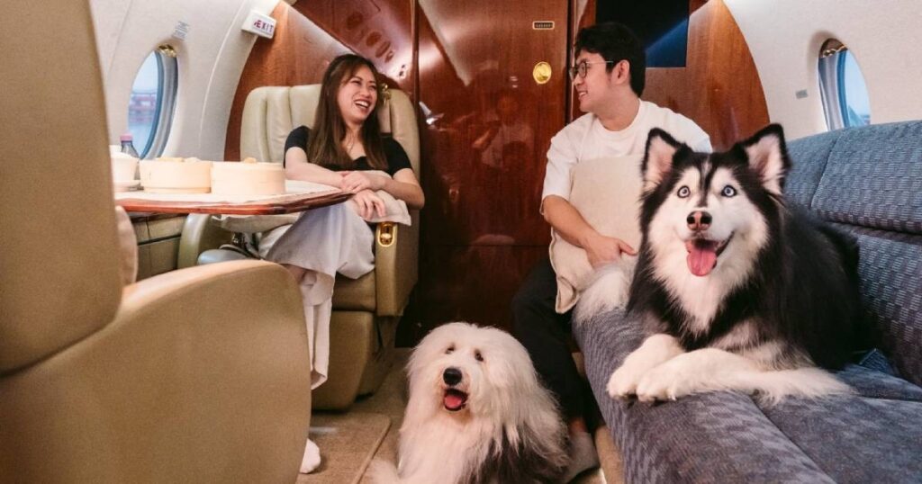 Pampering your pooch from pools to planes, Lifestyle News