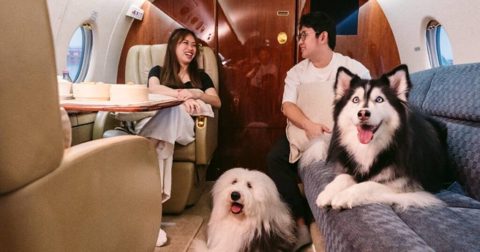 Pampering your pooch from pools to planes, Lifestyle News