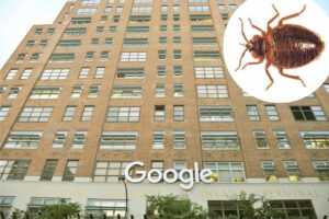 Google searching for bed bugs as outbreak hits New York HQ