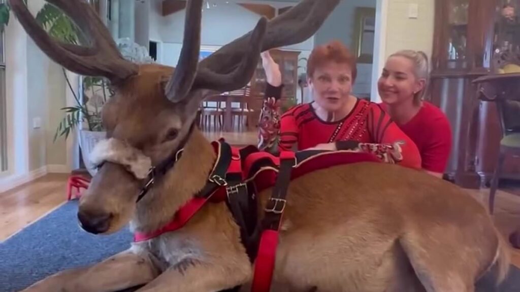 Pauline Hanson poses with a reindeer in her lounge room and it drives Australians wild