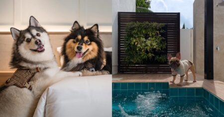 Pawcation at Amara Sanctuary Sentosa: A pet-friendly retreat in Singapore, Lifestyle News