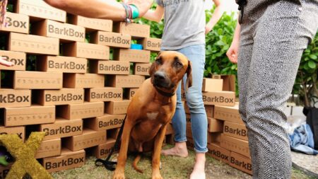 Meet the Man Who Thinks Dogs Should Be Directors