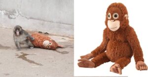 Sold out: Viral monkey Punch’s orangutan plush toys fly off Ikea’s shelves, Lifestyle News
