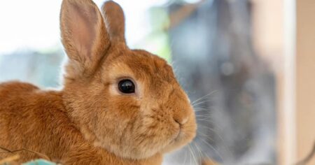 Are your kids asking for a rabbit this Easter? Here’s why you should think twice, Lifestyle News