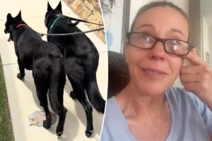 Kate Gosselin breaks down over ‘strain’ of adopting rescue dog in tearful TikTok