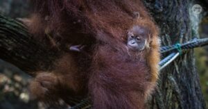Meet Ayaan: Singapore Zoo’s first orangutan born via artificial insemination, Singapore News