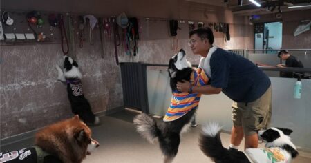 China’s pet owners splurge on preschools to pamper puppies, Lifestyle News