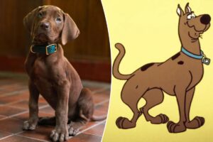 Casting a real dog as Scooby Doo is a sign of the apocalypse