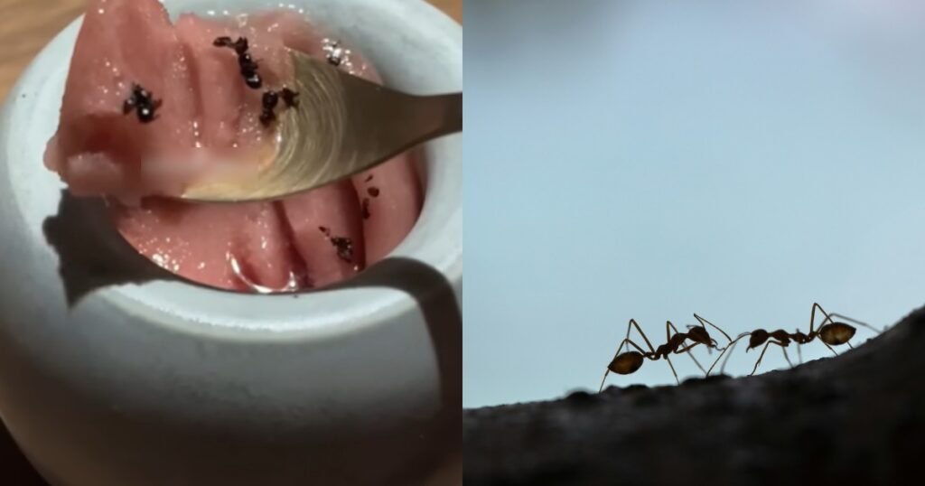 49,000 ants: South Korea’s Michelin-starred restaurateur faces jail over insects in desserts