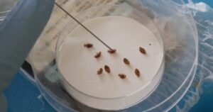Bedbugs can cause people to lose sleep and blood – here’s what to do about them, Lifestyle News
