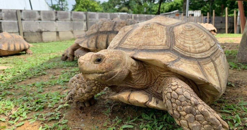 Turtle museum in Yishun reopens after over a year, relocation cost more than $2m, Lifestyle News