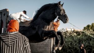 NY Film Festival Sets Currents Lineup Led by ‘Bardi’ World Premiere