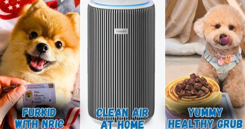 Customised accessories, nutritious meals and clean air for your furkid, Lifestyle News