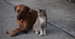 Best online pet shops in Singapore for delivery