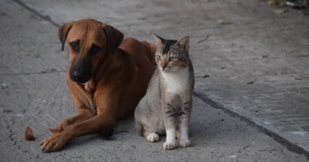 Best online pet shops in Singapore for delivery