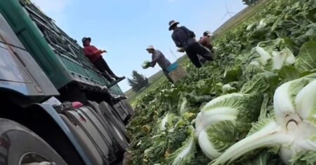 SFA ramps up checks on Chinese cabbage amid concerns of formaldehyde use