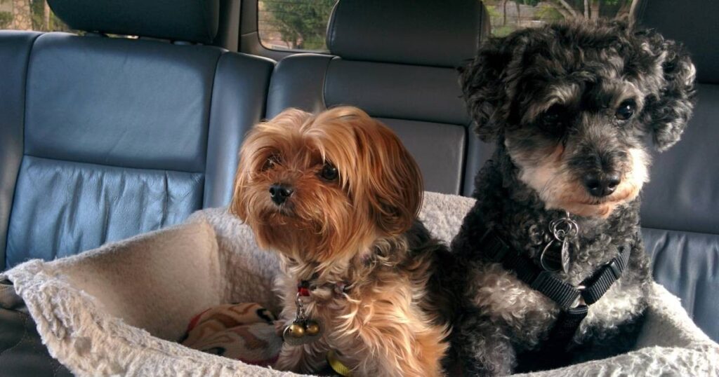 Pet owners selling their cars — how fur, smells and scratches affect resale value, Lifestyle News