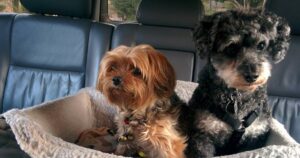 Pet owners selling their cars — how fur, smells and scratches affect resale value, Lifestyle News